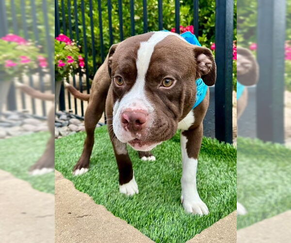 Medium Photo #8 American Pit Bull Terrier-Unknown Mix Puppy For Sale in Redlands, CA, USA