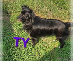 Small Australian Shepherd Mix