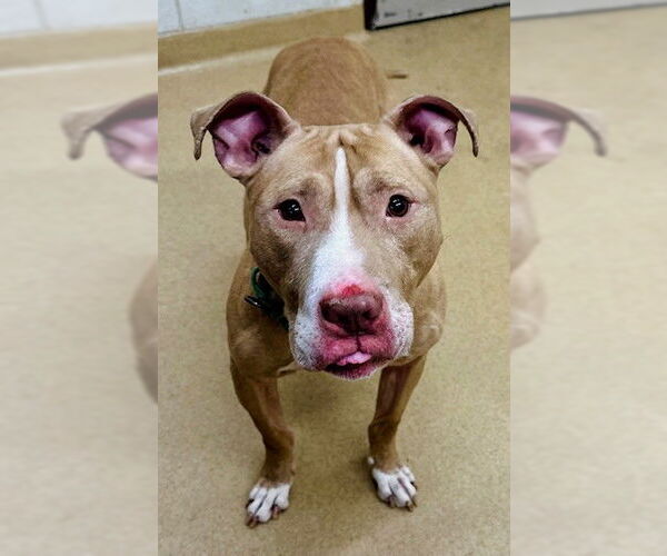 Medium Photo #1 American Pit Bull Terrier Puppy For Sale in Derwood, MD, USA