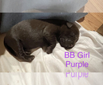 Small Photo #14 Labrador Retriever Puppy For Sale in JUNCTION CITY, OR, USA