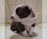 Small Photo #49 Border Collie Puppy For Sale in NORBORNE, MO, USA