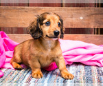 Puppy Mable Dachshund