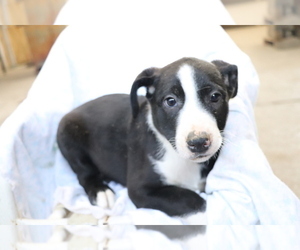 Border Collie-Hangin Tree Cowdog Mix Puppy for sale in SHILOH, OH, USA