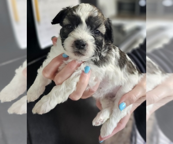 Medium Photo #2 Zuchon Puppy For Sale in MANSFIELD, OH, USA