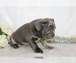 Small #2 French Bulldog