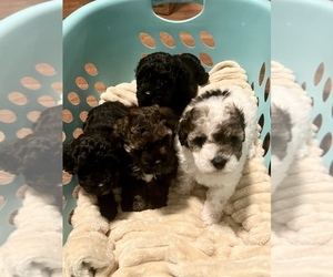 Poodle (Toy) Litter for sale in SPRINGFIELD, TN, USA