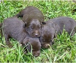 Small #1 Labrador Retriever