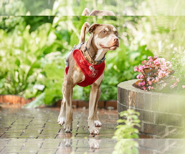 Medium Photo #11 Mutt Puppy For Sale in Holly Springs, NC, USA