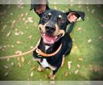 Small Doberman Pinscher-Miniature Pinscher Mix