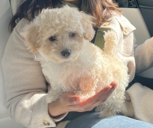 Maltipoo Puppy for sale in SAN JOSE, CA, USA