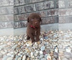 Puppy 4 Chesapeake Bay Retriever