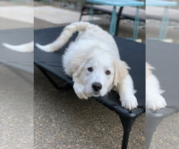Medium Photo #5 Great Pyrenees Puppy For Sale in Spring, TX, USA