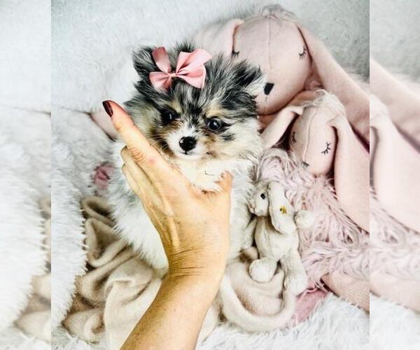 Medium Photo #4 Pomeranian Puppy For Sale in FT LAUDERDALE, FL, USA