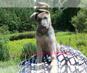 German Shepherd Dog Puppy for Sale in PIEDMONT, Missouri USA