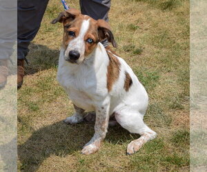 Ouddy - Male Red Heeler-Unknown Mix Dog for Adoption - Photo #2