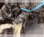 Small Shih Tzu Mix