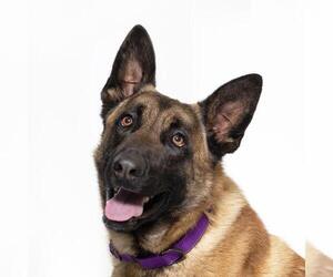 Mutt Dogs for adoption in Santa Barbara, CA, USA
