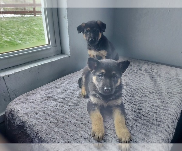Medium Photo #1 German Shepherd Dog Puppy For Sale in FILLMORE, NY, USA