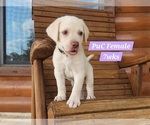 Puppy Yellow PuC Labrador Retriever