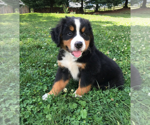 Bernese Mountain Dog Puppy for Sale in COLON, Michigan USA
