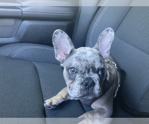 French Bulldog Puppy for Sale in MIDDLEBURGH, New York USA