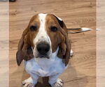 Small #3 Basset Hound