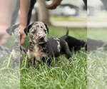 Small Photo #46 Catahoula Leopard Dog Puppy For Sale in BUSHNELL, IL, USA
