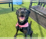 Small #2 Labrador Retriever Mix