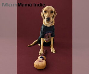 Labrador Retriever-Unknown Mix Dogs for adoption in Sandy, UT, USA