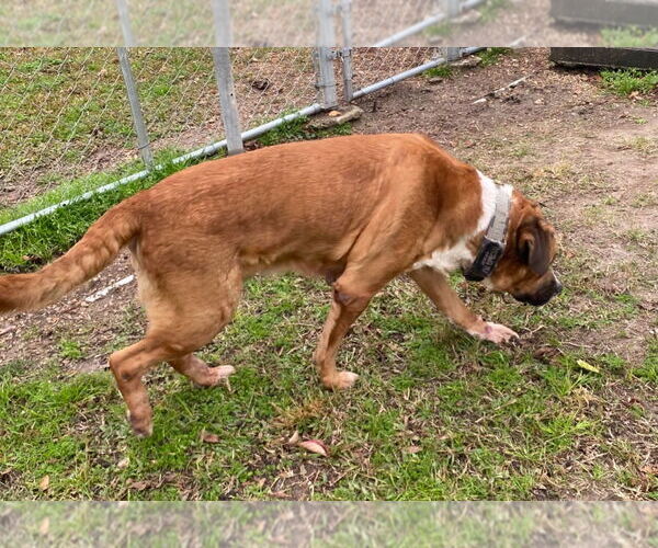 Medium Photo #2 Boxer-Unknown Mix Puppy For Sale in Canton, CT, USA