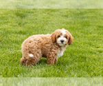 Small #5 Goldendoodle (Miniature)