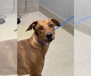 Greyhound-Unknown Mix Dogs for adoption in Las Vegas, NV, USA