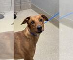 Small Greyhound Mix