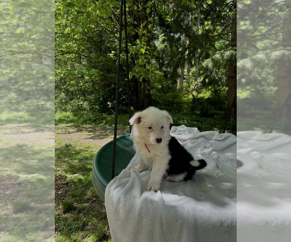 Medium Photo #5 Border-Aussie Puppy For Sale in ENUMCLAW, WA, USA