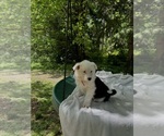 Small #4 Border-Aussie