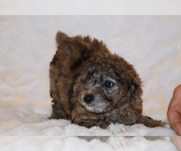 Medium Photo #5 Poodle (Toy) Puppy For Sale in DYERSBURG, TN, USA