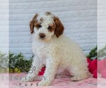 Small #4 Goldendoodle (Miniature)