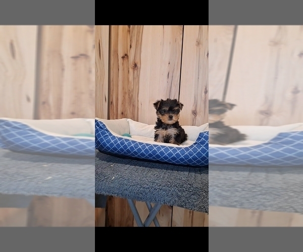 Medium Photo #2 Yorkshire Terrier Puppy For Sale in BREMEN, IN, USA