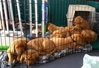 Small Photo #1 Labrador Retriever Puppy For Sale in WEST SALEM, WI, USA