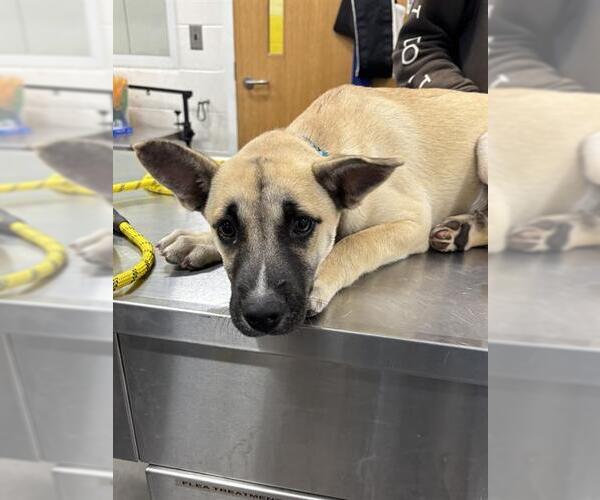 Medium Photo #1 Akita-German Shepherd Dog Mix Puppy For Sale in Forestville, MD, USA