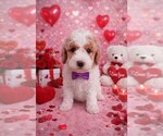 Puppy Milo Goldendoodle (Miniature)
