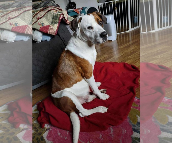 Medium Photo #6 Mutt Puppy For Sale in Duluth, MN, USA