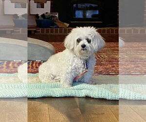 Mal-Shi Dogs for adoption in Alexandria, KY, USA