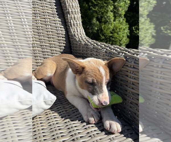 Medium Photo #7 Mutt Puppy For Sale in Oakhurst, NJ, USA