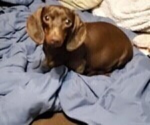 Mother of the Dachshund puppies born on 03/13/2023