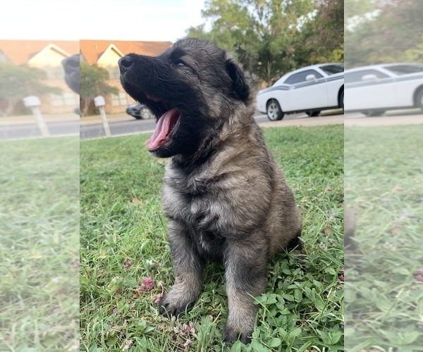 Medium Photo #18 German Shepherd Dog Puppy For Sale in SAN ANTONIO, TX, USA