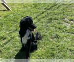 Small #3 Mutt