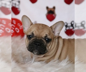 French Bulldog Puppy for sale in FAIR GROVE, MO, USA