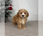 Small #2 Cavapoo (Miniature)