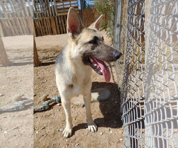 Medium Photo #5 German Shepherd Dog Puppy For Sale in Apple Valley, CA, USA